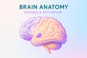 Amygdala neural pathway diagram - How cortisol creates shame cycles in women's brains 